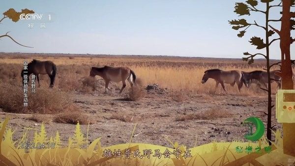 555tv下载